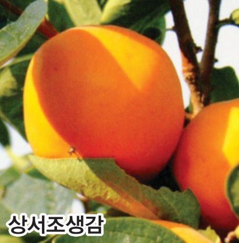 상서조생감
