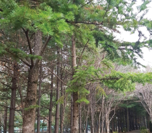 잣나무(스트로브잣나무) / 현장판매