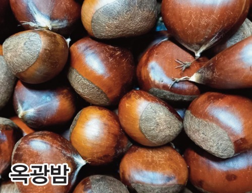 옥광밤