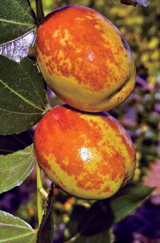 태황대추
