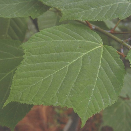 벌나무(산청목)