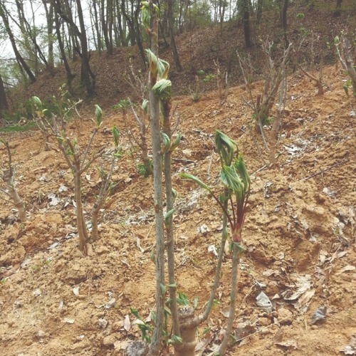 엄나무(가시, 실생2년)