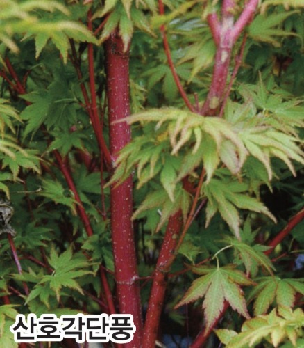 산호각단풍