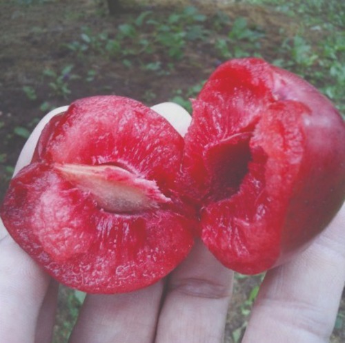 피자두(자엽자두, 접목1년)