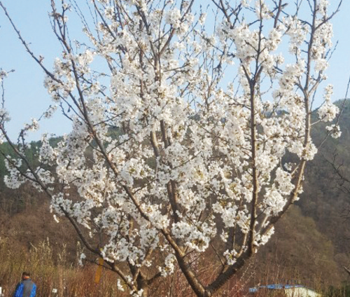 왕벚나무(접목1년특묘)