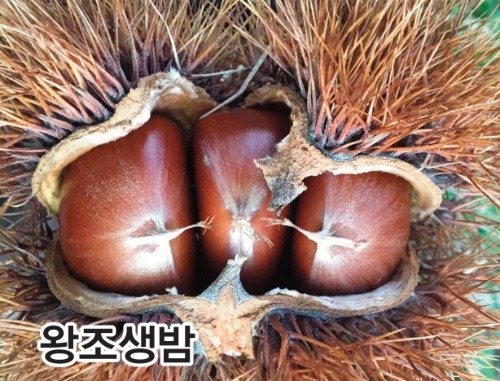 왕조생밤