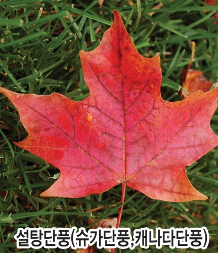캐나다단풍(설탕단풍)